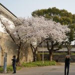 Kirschblüten